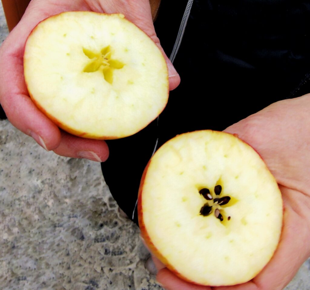 traditions tchèques de Noël couper la pomme pour lire l'avenir